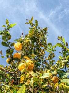 The Benefits of Trees In The Developing World
