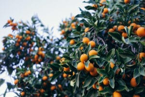 The Benefits of Trees In The Developing World