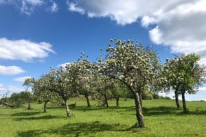 The Benefits of Trees In The Developing World
