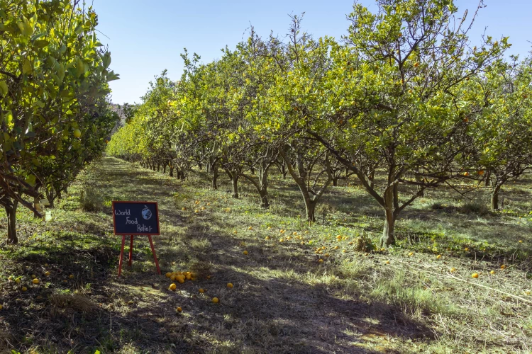 The Benefits of Trees In The Developing World